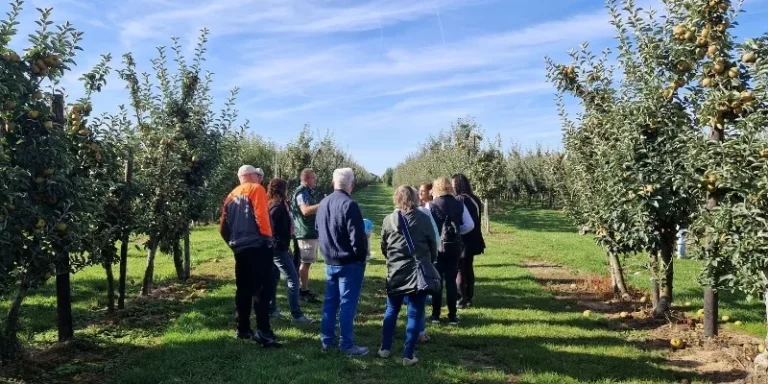 visiteurs dans un verger de pommiers